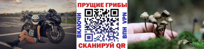 Галлюциногенные грибы GOLDEN TEACHER  Славянск-на-Кубани 